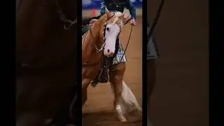 🧡Entering first edit for:@NothingbutHayHay s editing competition #horse #equestrianjourney