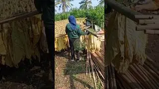 Cara menjemur tembakau