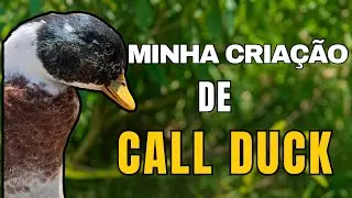 MINHA CRIAÇÃO DE MARRECOS COOL / CALL DUCK / @sitio_do_rb