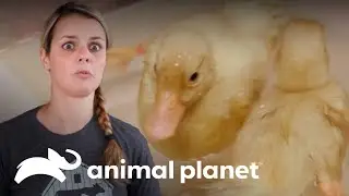 Revisi&oacute;n m&eacute;dica de patos y progreso de ternero | Refugio en el granero | Animal Planet Latinoam&eacute;rica