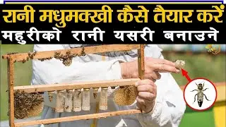 How to make a New Queen Bees  The Easy Way | रानी महुरी कसरि बनाउने | रानी मधुमक्खी कैसे बनाये