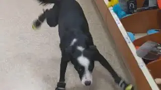 A Dog Tries On Shoes. Video Will Leave You In Stitches