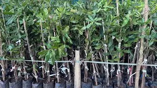 MACADAMIA NUT PLANTS | GRAFTED MACADAMIA NUT PLANTS NURSERY | #macadamia #farming #farmer #grafted 