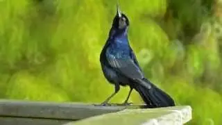 Male Boat-tailed Grackle