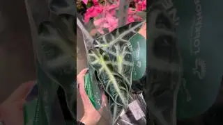 Растения Лемана Про (Леруа Мерлен) #plants #рек #рекомендации #комнатныерастения