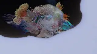 Mél