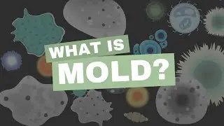 What is Mold?