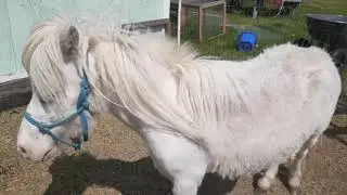 Miniature Horses - What Is a Miniature Horse?