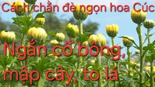 #CHNN 209b. C&aacute;ch chằn đ&egrave; hoa C&uacute;c gi&uacute;p ngắn cổ b&ocirc;ng, mập c&acirc;y, to l&aacute;, xanh l&aacute;, d&agrave;y l&aacute; hiệu quả