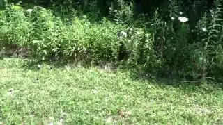 Bushwhacking and brush busting trails