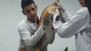 Examen semiologico del sistema urinario en caninos