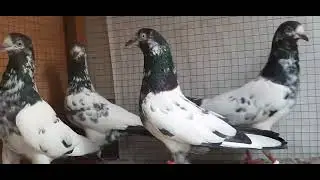 Ch Sahab Wala Pure Breeders Going To Daska For My BROTHER USman Dar..