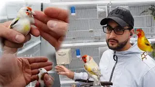 Выращивание и размножение щеголовых | Часть 1 🐤🦅🕊️