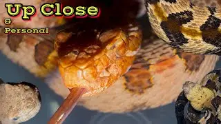 VENOMOUS SNAKES Like You&rsquo;ve Never Seen Before
