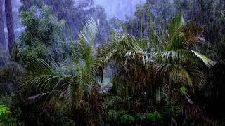 Rainforest Rainfall Sounds for Sleep & Relaxation