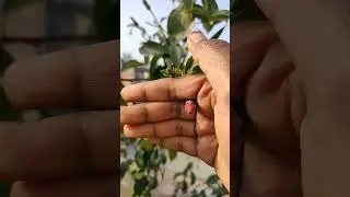 # Lovely flower 🌹🌹 Like share subscribe 💞💕 for more updates