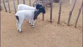 Carneiro Doppel à venda: força, padrão e resultado no campo🐑🐑