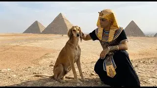 Why dogs were treated better than many people in Ancient Egypt (and why that changed)