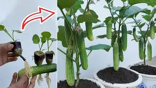 Surprised with how to grow eggplant with cucumber | Hybrid eggplant with cucumber