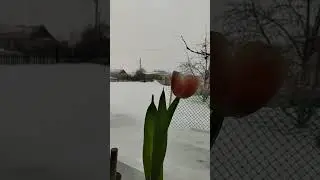 На 8 марта метёт метель.
