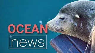 World Oceans Day 2019 | Ocean News