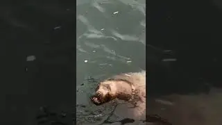 Sea lion cool fight #shorts by Nimble Animals