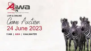 Game Auction 24 June 2023