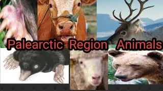 Palearctic Region Animals // Palaearctic Biogeography