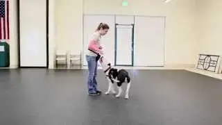 Reward Based Training