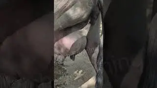 🚀 TOP Banni Buffalo Wholesale price 2026! Kutch Pakistan Border Vyapari Salman Bhai की धांसू Deal