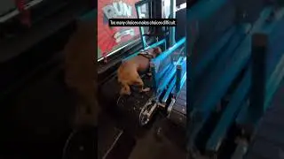 Слишком много вариантов #rundawg #mobiledoggym #dogexercise