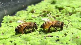 How to make a bee waterer: water for bees without the drowning risk by using Azolla