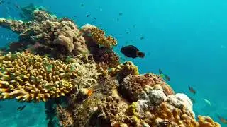 FISH & RAM Diver at Red Sea