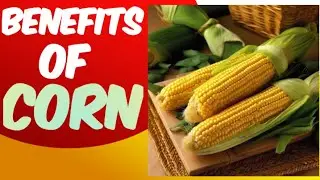 Incredible Health Benefits Of CORN 🌽|| That We Should Add In Our Daily Diet 