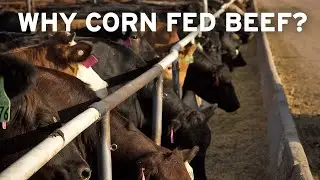 Why Corn Fed Beef??