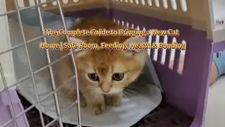Before You Bring a Cat Home | 7 Essential Preparations & 3 Mistakes to Avoid #CatCareTips