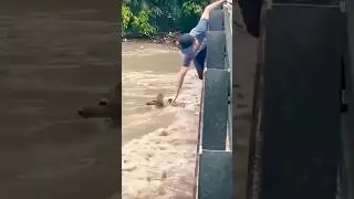 helping a lost fawn