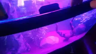 diy turtle tank  topper