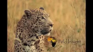AMAZING! WildInsight Safaris MANYELETI Game Reserve South Africa