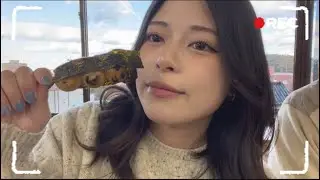 あつまれどうぶつの森