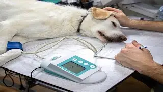 SKYDDONLINE VETERIN&Auml;R