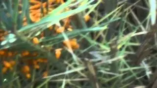 A Wild Date Palm tree in jungle with full of llittle fruits