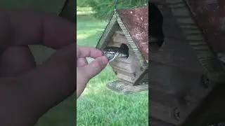 Handfeeding a Black Rat Snake || ViralHog