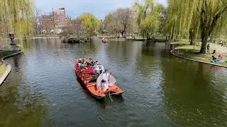 Swan boat rides return to Boston Public Garden