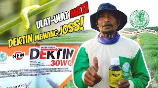 Eradicate Armyworm Pests with DEKTIN 30WG on Shallot&nbsp;Plants