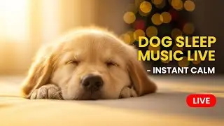 Play This and Dogs Sleep Fast 💤 Instant Calming Dog Music for Anxiety & Stress Relief