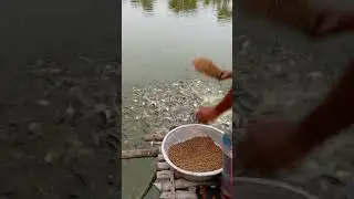Fish feeding farming part:349,#short video.#best_fish_feeding_videos.