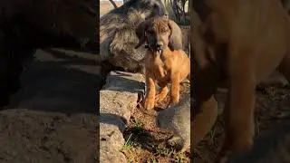 Rigby the Puppy attempting to scare Zoey the Mongoose! 😂 #cute #farmlife #animals #puppy #mongoose