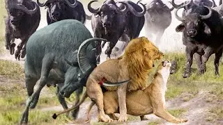 Buffaloes join forces to defeat lions brutally to save their fellows
