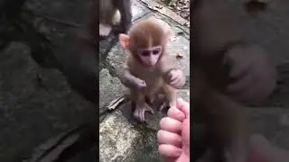 Mother monkey care #shorts #tiktok #animal #ff